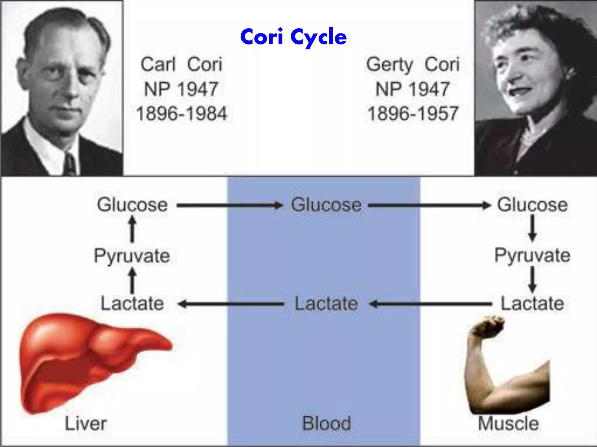 Cori Cycle
 