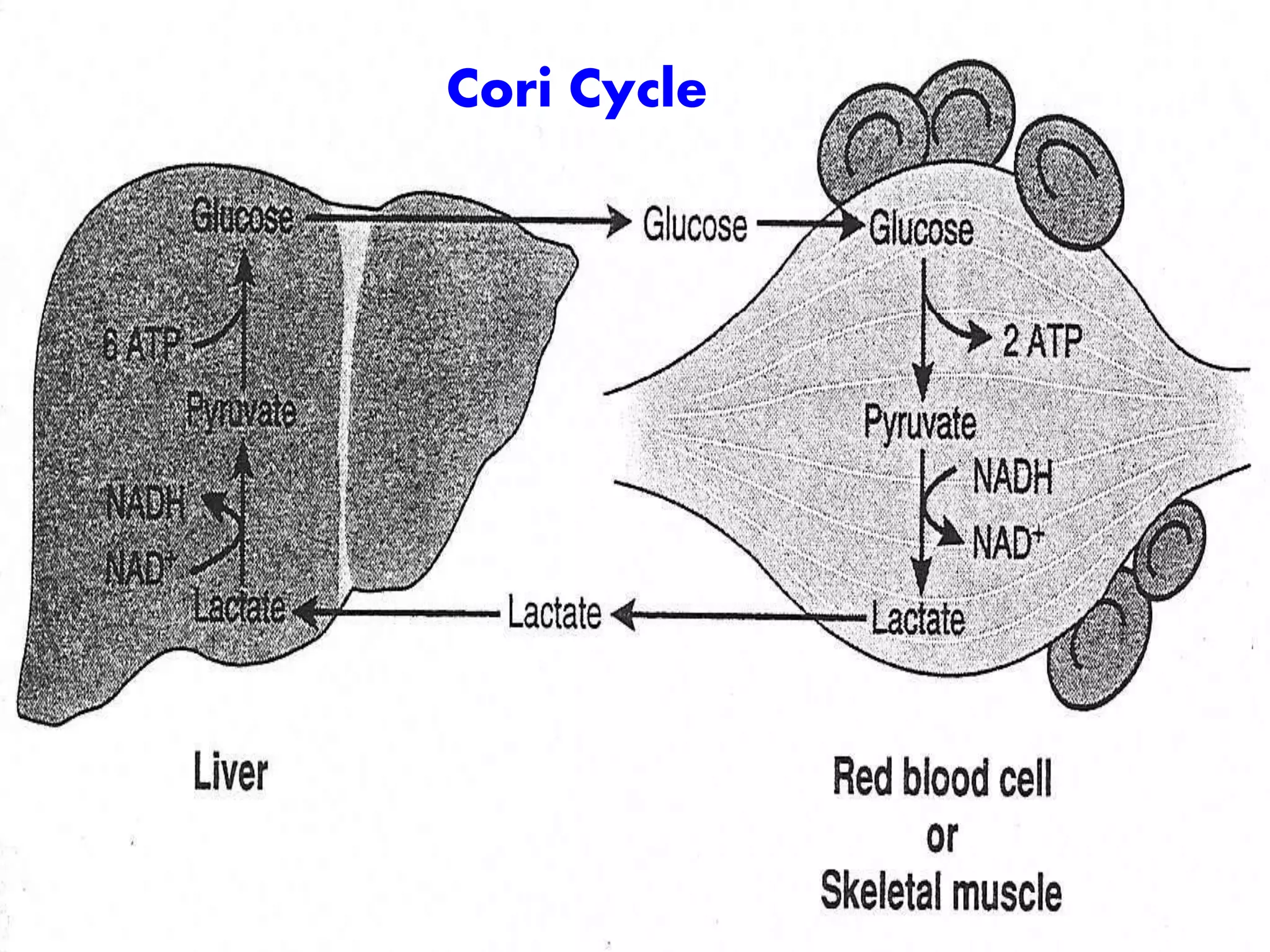 Cori Cycle
 