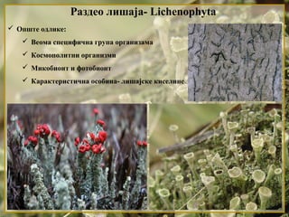 Раздео лишаја- Lichenophyta
 Опште одлике:
 Веома специфична група организама
 Космополитни организми
 Микобионт и фотобионт
 Карактеристична особина- лишајске киселине
 