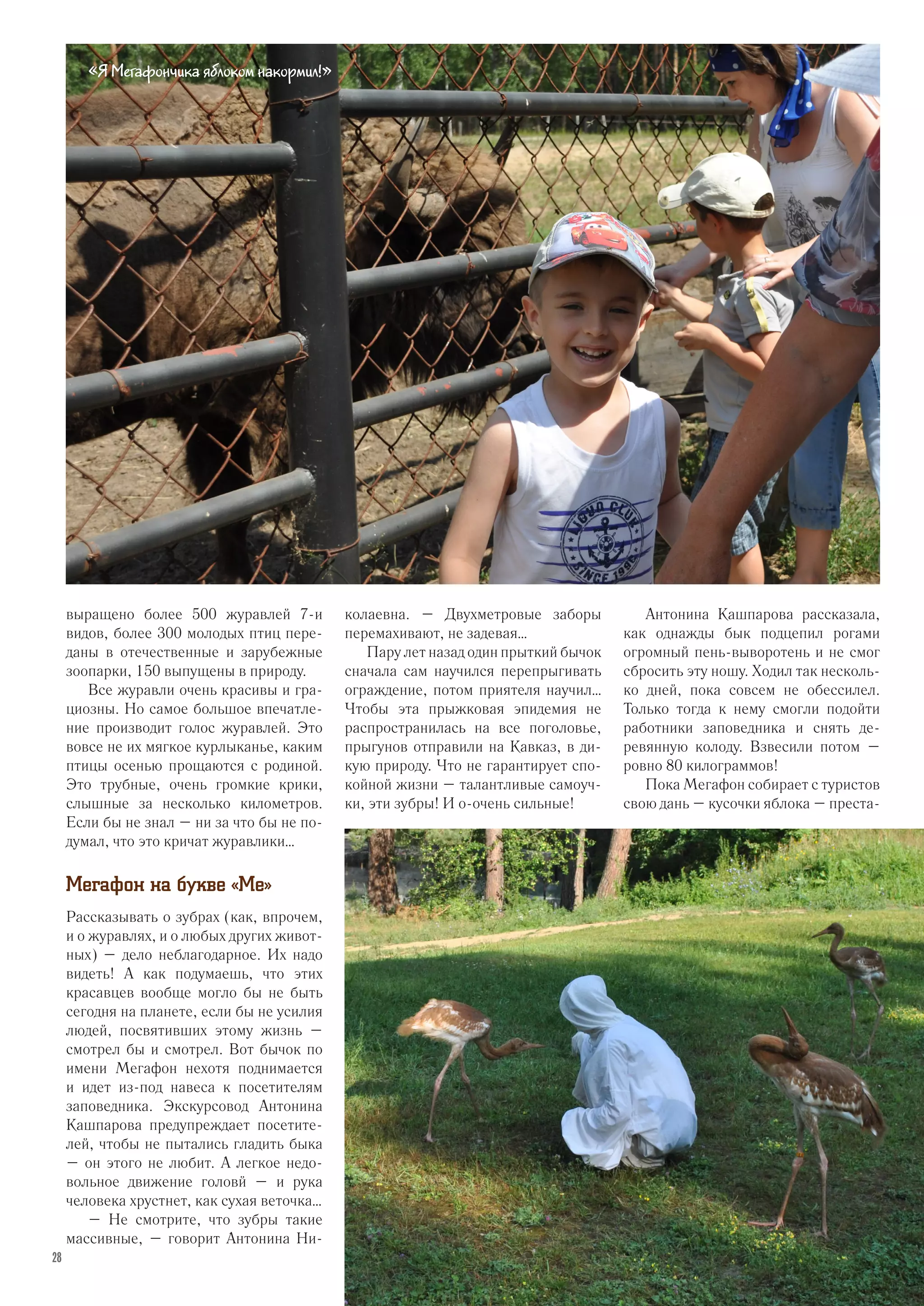 выращено более 500 журавлей 7-и
видов, более 300 молодых птиц пере-
даны в отечественные и зарубежные
зоопарки, 150 выпущены в природу.
Все журавли очень красивы и гра-
циозны. Но самое большое впечатле-
ние производит голос журавлей. Это
вовсе не их мягкое курлыканье, каким
птицы осенью прощаются с родиной.
Это трубные, очень громкие крики,
слышные за несколько километров.
Если бы не знал – ни за что бы не по-
думал, что это кричат журавлики…
Мегафон на букве «Ме»
Рассказывать о зубрах (как, впрочем,
и о журавлях, и о любых других живот-
ных) – дело неблагодарное. Их надо
видеть! А как подумаешь, что этих
красавцев вообще могло бы не быть
сегодня на планете, если бы не усилия
людей, посвятивших этому жизнь –
смотрел бы и смотрел. Вот бычок по
имени Мегафон нехотя поднимается
и идет из-под навеса к посетителям
заповедника. Экскурсовод Антонина
Кашпарова предупреждает посетите-
лей, чтобы не пытались гладить быка
– он этого не любит. А легкое недо-
вольное движение головй – и рука
человека хрустнет, как сухая веточка…
– Не смотрите, что зубры такие
массивные, – говорит Антонина Ни-
колаевна. – Двухметровые заборы
перемахивают, не задевая…
Пару лет назад один прыткий бычок
сначала сам научился перепрыгивать
ограждение, потом приятеля научил…
Чтобы эта прыжковая эпидемия не
распространилась на все поголовье,
прыгунов отправили на Кавказ, в ди-
кую природу. Что не гарантирует спо-
койной жизни – талантливые самоуч-
ки, эти зубры! И о-очень сильные!
Антонина Кашпарова рассказала,
как однажды бык подцепил рогами
огромный пень-выворотень и не смог
сбросить эту ношу. Ходил так несколь-
ко дней, пока совсем не обессилел.
Только тогда к нему смогли подойти
работники заповедника и снять де-
ревянную колоду. Взвесили потом –
ровно 80 килограммов!
Пока Мегафон собирает с туристов
свою дань – кусочки яблока – преста-
«Я Мегафончика яблоком накормил!»
28
 