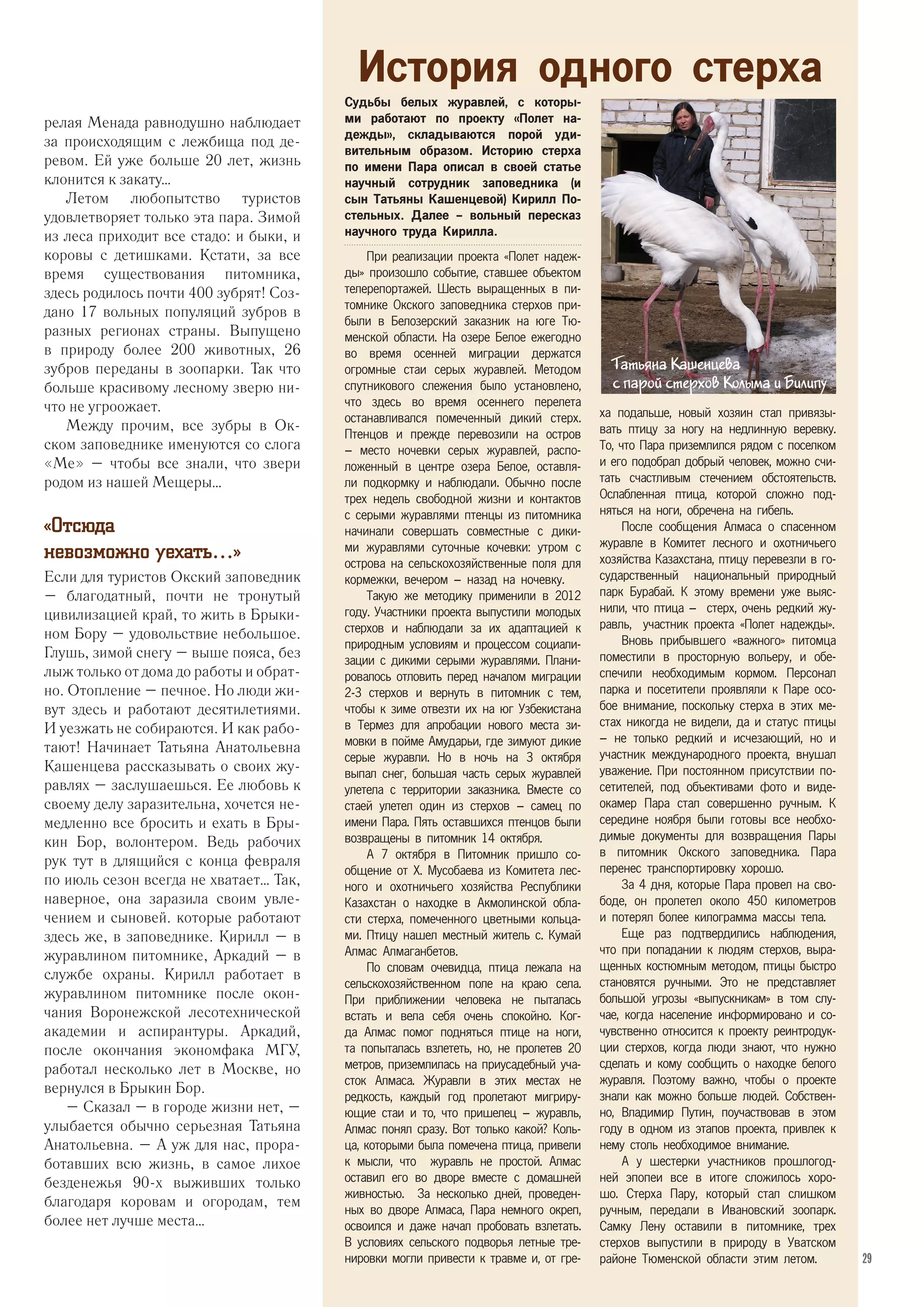релая Менада равнодушно наблюдает
за происходящим с лежбища под де-
ревом. Ей уже больше 20 лет, жизнь
клонится к закату…
Летом любопытство туристов
удовлетворяет только эта пара. Зимой
из леса приходит все стадо: и быки, и
коровы с детишками. Кстати, за все
время существования питомника,
здесь родилось почти 400 зубрят! Соз-
дано 17 вольных популяций зубров в
разных регионах страны. Выпущено
в природу более 200 животных, 26
зубров переданы в зоопарки. Так что
больше красивому лесному зверю ни-
что не угроожает.
Между прочим, все зубры в Ок-
ском заповеднике именуются со слога
«Ме» – чтобы все знали, что звери
родом из нашей Мещеры…
«Отсюда
невозможно уехать…»
Если для туристов Окский заповедник
– благодатный, почти не тронутый
цивилизацией край, то жить в Брыки-
ном Бору – удовольствие небольшое.
Глушь, зимой снегу – выше пояса, без
лыж только от дома до работы и обрат-
но. Отопление – печное. Но люди жи-
вут здесь и работают десятилетиями.
И уезжать не собираются. И как рабо-
тают! Начинает Татьяна Анатольевна
Кашенцева рассказывать о своих жу-
равлях – заслушаешься. Ее любовь к
своему делу заразительна, хочется не-
медленно все бросить и ехать в Бры-
кин Бор, волонтером. Ведь рабочих
рук тут в длящийся с конца февраля
по июль сезон всегда не хватает… Так,
наверное, она заразила своим увле-
чением и сыновей. которые работают
здесь же, в заповеднике. Кирилл – в
журавлином питомнике, Аркадий – в
службе охраны. Кирилл работает в
журавлином питомнике после окон-
чания Воронежской лесотехнической
академии и аспирантуры. Аркадий,
после окончания экономфака МГУ,
работал несколько лет в Москве, но
вернулся в Брыкин Бор.
– Сказал – в городе жизни нет, –
улыбается обычно серьезная Татьяна
Анатольевна. – А уж для нас, прора-
ботавших всю жизнь, в самое лихое
безденежья 90-х выживших только
благодаря коровам и огородам, тем
более нет лучше места…
История одного стерха
Судьбы белых журавлей, с которы-
ми работают по проекту «Полет на-
дежды», складываются порой уди-
вительным образом. Историю стерха
по имени Пара описал в своей статье
научный сотрудник заповедника (и
сын Татьяны Кашенцевой) Кирилл По-
стельных. Далее – вольный пересказ
научного труда Кирилла.
При реализации проекта «Полет надеж-
ды» произошло событие, ставшее объектом
телерепортажей. Шесть выращенных в пи-
томнике Окского заповедника стерхов при-
были в Белозерский заказник на юге Тю-
менской области. На озере Белое ежегодно
во время осенней миграции держатся
огромные стаи серых журавлей. Методом
спутникового слежения было установлено,
что здесь во время осеннего перелета
останавливался помеченный дикий стерх.
Птенцов и прежде перевозили на остров
– место ночевки серых журавлей, распо-
ложенный в центре озера Белое, оставля-
ли подкормку и наблюдали. Обычно после
трех недель свободной жизни и контактов
с серыми журавлями птенцы из питомника
начинали совершать совместные с дики-
ми журавлями суточные кочевки: утром с
острова на сельскохозяйственные поля для
кормежки, вечером – назад на ночевку.
Такую же методику применили в 2012
году. Участники проекта выпустили молодых
стерхов и наблюдали за их адаптацией к
природным условиям и процессом социали-
зации с дикими серыми журавлями. Плани-
ровалось отловить перед началом миграции
2-3 стерхов и вернуть в питомник с тем,
чтобы к зиме отвезти их на юг Узбекистана
в Термез для апробации нового места зи-
мовки в пойме Амударьи, где зимуют дикие
серые журавли. Но в ночь на 3 октября
выпал снег, большая часть серых журавлей
улетела с территории заказника. Вместе со
стаей улетел один из стерхов – самец по
имени Пара. Пять оставшихся птенцов были
возвращены в питомник 14 октября.
А 7 октября в Питомник пришло со-
общение от Х. Мусобаева из Комитета лес-
ного и охотничьего хозяйства Республики
Казахстан о находке в Акмолинской обла-
сти стерха, помеченного цветными кольца-
ми. Птицу нашел местный житель с. Кумай
Алмас Алмаганбетов.
По словам очевидца, птица лежала на
сельскохозяйственном поле на краю села.
При приближении человека не пыталась
встать и вела себя очень спокойно. Ког-
да Алмас помог подняться птице на ноги,
та попыталась взлететь, но, не пролетев 20
метров, приземлилась на приусадебный уча-
сток Алмаса. Журавли в этих местах не
редкость, каждый год пролетают мигриру-
ющие стаи и то, что пришелец – журавль,
Алмас понял сразу. Вот только какой? Коль-
ца, которыми была помечена птица, привели
к мысли, что журавль не простой. Алмас
оставил его во дворе вместе с домашней
живностью. За несколько дней, проведен-
ных во дворе Алмаса, Пара немного окреп,
освоился и даже начал пробовать взлетать.
В условиях сельского подворья летные тре-
нировки могли привести к травме и, от гре-
ха подальше, новый хозяин стал привязы-
вать птицу за ногу на недлинную веревку.
То, что Пара приземлился рядом с поселком
и его подобрал добрый человек, можно счи-
тать счастливым стечением обстоятельств.
Ослабленная птица, которой сложно под-
няться на ноги, обречена на гибель.
После сообщения Алмаса о спасенном
журавле в Комитет лесного и охотничьего
хозяйства Казахстана, птицу перевезли в го-
сударственный национальный природный
парк Бурабай. К этому времени уже выяс-
нили, что птица – стерх, очень редкий жу-
равль, участник проекта «Полет надежды».
Вновь прибывшего «важного» питомца
поместили в просторную вольеру, и обе-
спечили необходимым кормом. Персонал
парка и посетители проявляли к Паре осо-
бое внимание, поскольку стерха в этих ме-
стах никогда не видели, да и статус птицы
– не только редкий и исчезающий, но и
участник международного проекта, внушал
уважение. При постоянном присутствии по-
сетителей, под объективами фото и виде-
окамер Пара стал совершенно ручным. К
середине ноября были готовы все необхо-
димые документы для возвращения Пары
в питомник Окского заповедника. Пара
перенес транспортировку хорошо.
За 4 дня, которые Пара провел на сво-
боде, он пролетел около 450 километров
и потерял более килограмма массы тела.
Еще раз подтвердились наблюдения,
что при попадании к людям стерхов, выра-
щенных костюмным методом, птицы быстро
становятся ручными. Это не представляет
большой угрозы «выпускникам» в том слу-
чае, когда население информировано и со-
чувственно относится к проекту реинтродук-
ции стерхов, когда люди знают, что нужно
сделать и кому сообщить о находке белого
журавля. Поэтому важно, чтобы о проекте
знали как можно больше людей. Собствен-
но, Владимир Путин, поучаствовав в этом
году в одном из этапов проекта, привлек к
нему столь необходимое внимание.
А у шестерки участников прошлогод-
ней эпопеи все в итоге сложилось хоро-
шо. Стерха Пару, который стал слишком
ручным, передали в Ивановский зоопарк.
Самку Лену оставили в питомнике, трех
стерхов выпустили в природу в Уватском
районе Тюменской области этим летом.
Татьяна Кашенцева
с парой стерхов Колыма и Билипу
29
 