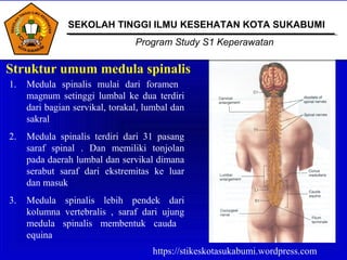 Struktur umum medula spinalis
1. Medula spinalis mulai dari foramen
magnum setinggi lumbal ke dua terdiri
dari bagian servikal, torakal, lumbal dan
sakral
2. Medula spinalis terdiri dari 31 pasang
saraf spinal . Dan memiliki tonjolan
pada daerah lumbal dan servikal dimana
serabut saraf dari ekstremitas ke luar
dan masuk
3. Medula spinalis lebih pendek dari
kolumna vertebralis , saraf dari ujung
medula spinalis membentuk cauda
equina
SEKOLAH TINGGI ILMU KESEHATAN KOTA SUKABUMI
Program Study S1 Keperawatan
https://stikeskotasukabumi.wordpress.com
 