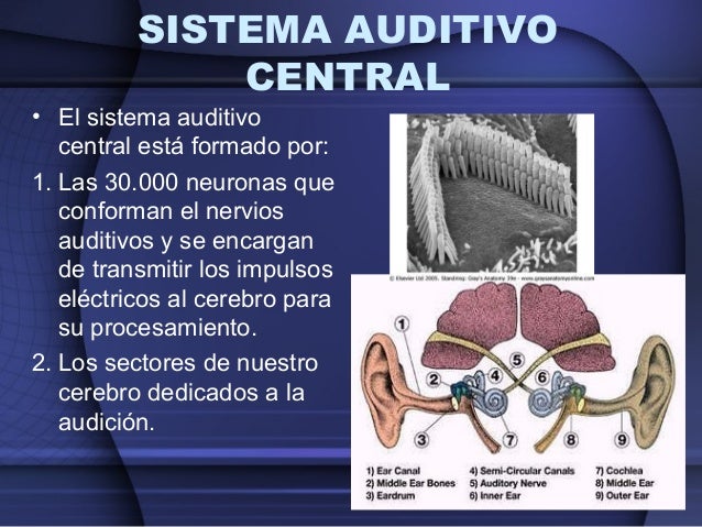 4.5 sistema auditivo martin gracia lopez