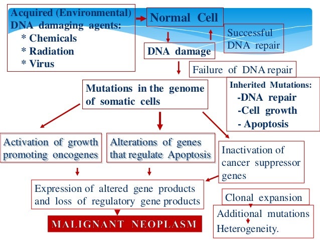 molecular basis of cancer essay Cellular / molecular basis: lung cancer has two types lung cancer essay - lung cancer is the most common cancer-related cause. molecular basis of cancer essay Cellular / molecular basis: lung cancer has two types lung cancer essay - lung cancer is the most common cancer-related cause.