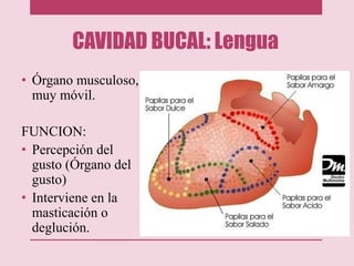 CAVIDAD BUCAL: Lengua
• Órgano musculoso,
muy móvil.
FUNCION:
• Percepción del
gusto (Órgano del
gusto)
• Interviene en la
masticación o
deglución.
 