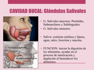 CAVIDAD BUCAL: Glándulas Salivales
• G. Salivales mayores: Parótidas,
Submaxilares y Sublinguales
• G. Salivales menores.
• Saliva: contiene amilasa y lipasa,
agua, sales, lisozima y mucina.
• FUNCION: iniciar la digestión de
los alimentos, ayudar en el
proceso de masticación y
deglución al humedecer los
alimentos.
 