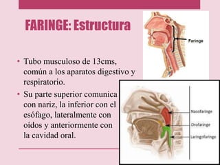 FARINGE: Estructura
• Tubo musculoso de 13cms,
común a los aparatos digestivo y
respiratorio.
• Su parte superior comunica
con nariz, la inferior con el
esófago, lateralmente con
oídos y anteriormente con
la cavidad oral.
 