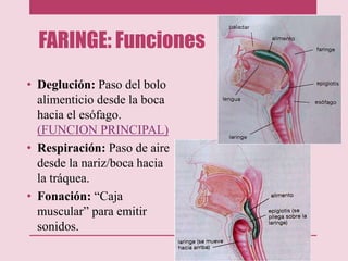 FARINGE: Funciones
• Deglución: Paso del bolo
alimenticio desde la boca
hacia el esófago.
(FUNCION PRINCIPAL)
• Respiración: Paso de aire
desde la nariz/boca hacia
la tráquea.
• Fonación: “Caja
muscular” para emitir
sonidos.
 