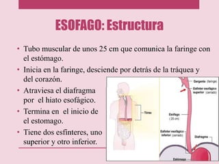 ESOFAGO: Estructura
• Tubo muscular de unos 25 cm que comunica la faringe con
el estómago.
• Inicia en la faringe, desciende por detrás de la tráquea y
del corazón.
• Atraviesa el diafragma
por el hiato esofágico.
• Termina en el inicio de
el estomago.
• Tiene dos esfínteres, uno
superior y otro inferior.
 