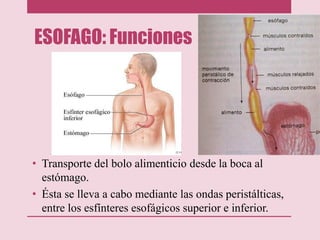 ESOFAGO: Funciones
• Transporte del bolo alimenticio desde la boca al
estómago.
• Ésta se lleva a cabo mediante las ondas peristálticas,
entre los esfínteres esofágicos superior e inferior.
 