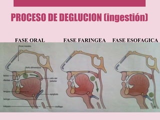 PROCESO DE DEGLUCION (ingestión)
FASE ORAL FASE FARINGEA FASE ESOFAGICA
 