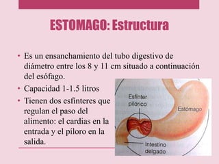 ESTOMAGO: Estructura
• Es un ensanchamiento del tubo digestivo de
diámetro entre los 8 y 11 cm situado a continuación
del esófago.
• Capacidad 1-1.5 litros
• Tienen dos esfínteres que
regulan el paso del
alimento: el cardias en la
entrada y el píloro en la
salida.
 