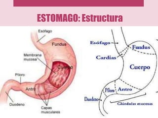 ESTOMAGO: Estructura
 