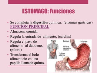 ESTOMAGO: Funciones
• Se completa la digestión química. (enzimas gástricas)
FUNCION PRINCIPAL
• Almacena comida.
• Regula la entrada de alimento. (cardias)
• Regula el paso de
alimento al duodeno.
(píloro)
• Transforma el bolo
alimenticio en una
papilla llamada quimo.
 