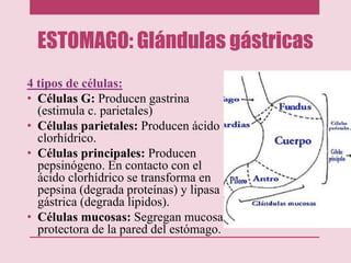ESTOMAGO: Glándulas gástricas
4 tipos de células:
• Células G: Producen gastrina
(estimula c. parietales)
• Células parietales: Producen ácido
clorhídrico.
• Células principales: Producen
pepsinógeno. En contacto con el
ácido clorhídrico se transforma en
pepsina (degrada proteínas) y lipasa
gástrica (degrada lipidos).
• Células mucosas: Segregan mucosa
protectora de la pared del estómago.
 