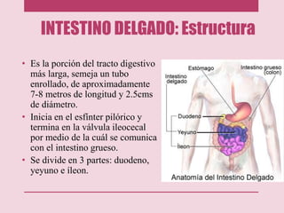 INTESTINO DELGADO: Estructura
• Es la porción del tracto digestivo
más larga, semeja un tubo
enrollado, de aproximadamente
7-8 metros de longitud y 2.5cms
de diámetro.
• Inicia en el esfínter pilórico y
termina en la válvula ileocecal
por medio de la cuál se comunica
con el intestino grueso.
• Se divide en 3 partes: duodeno,
yeyuno e íleon.
 