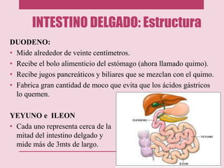 INTESTINO DELGADO: Estructura
DUODENO:
• Mide alrededor de veinte centímetros.
• Recibe el bolo alimenticio del estómago (ahora llamado quimo).
• Recibe jugos pancreáticos y biliares que se mezclan con el quimo.
• Fabrica gran cantidad de moco que evita que los ácidos gástricos
lo quemen.
YEYUNO e ILEON
• Cada uno representa cerca de la
mitad del intestino delgado y
mide más de 3mts de largo.
 