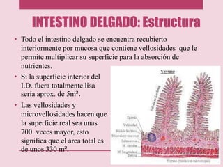 INTESTINO DELGADO: Estructura
• Todo el intestino delgado se encuentra recubierto
interiormente por mucosa que contiene vellosidades que le
permite multiplicar su superficie para la absorción de
nutrientes.
• Si la superficie interior del
I.D. fuera totalmente lisa
sería aprox. de 5m².
• Las vellosidades y
microvellosidades hacen que
la superficie real sea unas
700 veces mayor, esto
significa que el área total es
de unos 330 m².
 