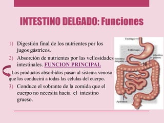 INTESTINO DELGADO: Funciones
1) Digestión final de los nutrientes por los
jugos gástricos.
2) Absorción de nutrientes por las vellosidades
intestinales. FUNCION PRINCIPAL
Los productos absorbidos pasan al sistema venoso
que los conducirá a todas las células del cuerpo.
3) Conduce el sobrante de la comida que el
cuerpo no necesita hacia el intestino
grueso.
 