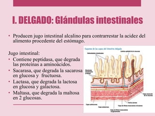 I. DELGADO: Glándulas intestinales
• Producen jugo intestinal alcalino para contrarrestar la acidez del
alimento procedente del estómago.
Jugo intestinal:
• Contiene peptidasa, que degrada
las proteínas a aminoácidos.
• Sacarasa, que degrada la sacarosa
en glucosa y fructuosa.
• Lactasa, que degrada la lactosa
en glucosa y galactosa.
• Maltasa, que degrada la maltosa
en 2 glucosas.
 