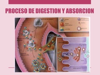 PROCESO DE DIGESTION Y ABSORCION
 