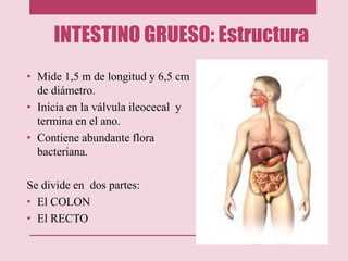 INTESTINO GRUESO: Estructura
• Mide 1,5 m de longitud y 6,5 cm
de diámetro.
• Inicia en la válvula ileocecal y
termina en el ano.
• Contiene abundante flora
bacteriana.
Se divide en dos partes:
• El COLON
• El RECTO
 