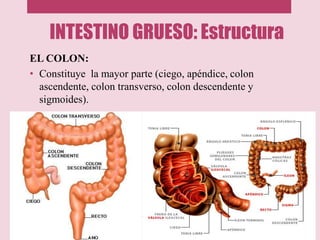 INTESTINO GRUESO: Estructura
EL COLON:
• Constituye la mayor parte (ciego, apéndice, colon
ascendente, colon transverso, colon descendente y
sigmoides).
 