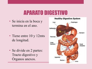 APARATO DIGESTIVO
• Se inicia en la boca y
termina en el ano.
• Tiene entre 10 y 12mts
de longitud.
• Se divide en 2 partes:
Tracto digestivo y
Órganos anexos.
 
