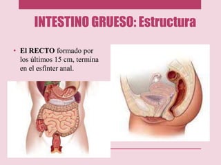 INTESTINO GRUESO: Estructura
• El RECTO formado por
los últimos 15 cm, termina
en el esfínter anal.
 