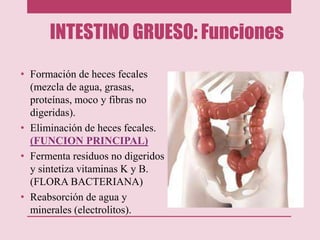 INTESTINO GRUESO: Funciones
• Formación de heces fecales
(mezcla de agua, grasas,
proteínas, moco y fibras no
digeridas).
• Eliminación de heces fecales.
(FUNCION PRINCIPAL)
• Fermenta residuos no digeridos
y sintetiza vitaminas K y B.
(FLORA BACTERIANA)
• Reabsorción de agua y
minerales (electrolitos).
 