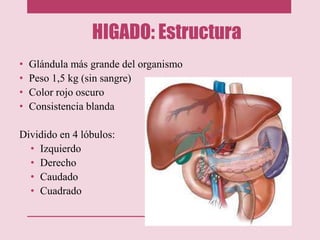 HIGADO: Estructura
• Glándula más grande del organismo
• Peso 1,5 kg (sin sangre)
• Color rojo oscuro
• Consistencia blanda
Dividido en 4 lóbulos:
• Izquierdo
• Derecho
• Caudado
• Cuadrado
 