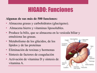 HIGADO: Funciones
Algunas de sus más de 500 funciones:
• Almacena grasas y carbohidratos (glucógeno).
• Almacena hierro y vitaminas liposolubles.
• Produce la bilis, que se almacena en la vesícula biliar y
emulsiona las grasas.
• Metabolismo de los glúcidos, de los
lípidos y de las proteínas
• Eliminación de toxinas y hormonas
• Síntesis de factores de coagulación
• Activación de vitamina D y síntesis de
vitamina A.
 