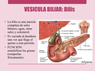 VESICULA BILIAR: Bilis
• La bilis es una mezcla
compleja de sales
biliares, agua, otras
sales y colesterol.
• Es vaciada al duodeno
una vez que llega el
quimo a esta porción.
• FUNCION:
emulsificar las grasas
(romperlas
físicamente).
 
