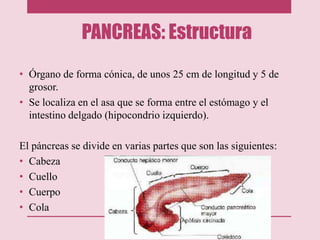 PANCREAS: Estructura
• Órgano de forma cónica, de unos 25 cm de longitud y 5 de
grosor.
• Se localiza en el asa que se forma entre el estómago y el
intestino delgado (hipocondrio izquierdo).
El páncreas se divide en varias partes que son las siguientes:
• Cabeza
• Cuello
• Cuerpo
• Cola
 