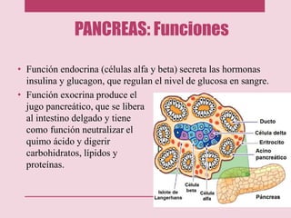 PANCREAS: Funciones
• Función endocrina (células alfa y beta) secreta las hormonas
insulina y glucagon, que regulan el nivel de glucosa en sangre.
• Función exocrina produce el
jugo pancreático, que se libera
al intestino delgado y tiene
como función neutralizar el
quimo ácido y digerir
carbohidratos, lípidos y
proteínas.
 
