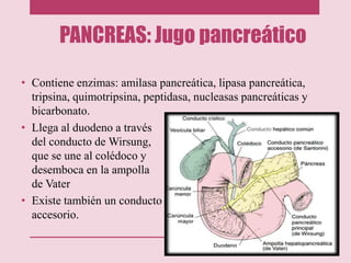 PANCREAS: Jugo pancreático
• Contiene enzimas: amilasa pancreática, lipasa pancreática,
tripsina, quimotripsina, peptidasa, nucleasas pancreáticas y
bicarbonato.
• Llega al duodeno a través
del conducto de Wirsung,
que se une al colédoco y
desemboca en la ampolla
de Vater
• Existe también un conducto
accesorio.
 