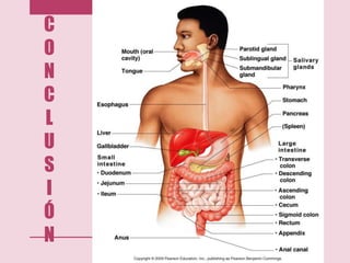 C
O
N
C
L
U
S
I
Ó
N
 