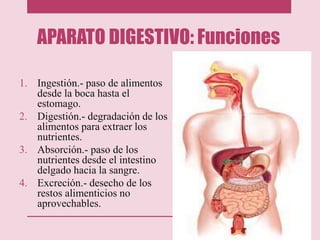 APARATO DIGESTIVO: Funciones
1. Ingestión.- paso de alimentos
desde la boca hasta el
estomago.
2. Digestión.- degradación de los
alimentos para extraer los
nutrientes.
3. Absorción.- paso de los
nutrientes desde el intestino
delgado hacia la sangre.
4. Excreción.- desecho de los
restos alimenticios no
aprovechables.
 