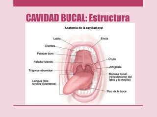 CAVIDAD BUCAL: Estructura
 