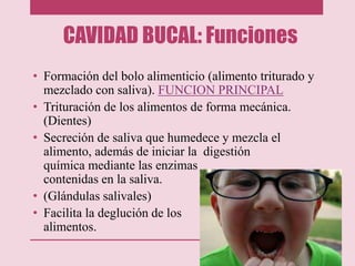 CAVIDAD BUCAL: Funciones
• Formación del bolo alimenticio (alimento triturado y
mezclado con saliva). FUNCION PRINCIPAL
• Trituración de los alimentos de forma mecánica.
(Dientes)
• Secreción de saliva que humedece y mezcla el
alimento, además de iniciar la digestión
química mediante las enzimas
contenidas en la saliva.
• (Glándulas salivales)
• Facilita la deglución de los
alimentos.
 