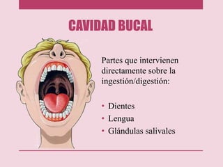 CAVIDAD BUCAL
Partes que intervienen
directamente sobre la
ingestión/digestión:
• Dientes
• Lengua
• Glándulas salivales
 