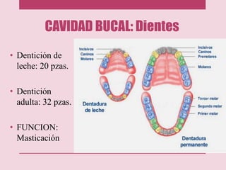 CAVIDAD BUCAL: Dientes
• Dentición de
leche: 20 pzas.
• Dentición
adulta: 32 pzas.
• FUNCION:
Masticación
 