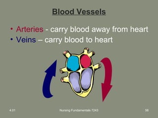 Nursing Fundamentals 7243 58
Blood Vessels
• Arteries - carry blood away from heart
• Veins – carry blood to heart
4.01
 