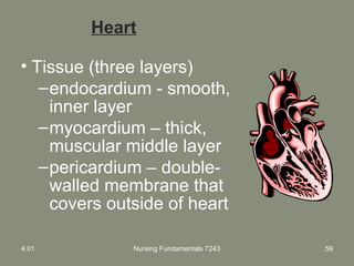 Nursing Fundamentals 7243 59
Heart
• Tissue (three layers)
–endocardium - smooth,
inner layer
–myocardium – thick,
muscular middle layer
–pericardium – double-
walled membrane that
covers outside of heart
4.01
 