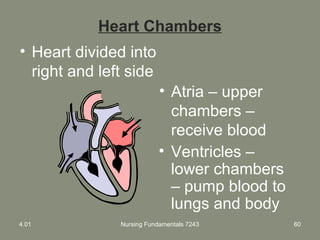 Nursing Fundamentals 7243 60
Heart Chambers
• Heart divided into
right and left side
• Atria – upper
chambers –
receive blood
• Ventricles –
lower chambers
– pump blood to
lungs and body
4.01
 