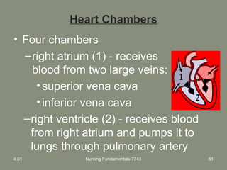 Nursing Fundamentals 7243 61
Heart Chambers
• Four chambers
–right atrium (1) - receives
blood from two large veins:
•superior vena cava
•inferior vena cava
–right ventricle (2) - receives blood
from right atrium and pumps it to
lungs through pulmonary artery
4.01
 