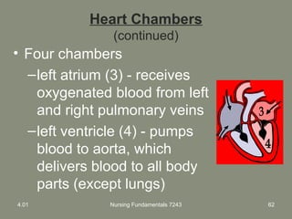 Nursing Fundamentals 7243 62
Heart Chambers
(continued)
• Four chambers
–left atrium (3) - receives
oxygenated blood from left
and right pulmonary veins
–left ventricle (4) - pumps
blood to aorta, which
delivers blood to all body
parts (except lungs)
4.01
 
