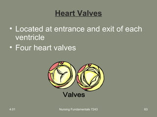 Nursing Fundamentals 7243 63
Heart Valves
• Located at entrance and exit of each
ventricle
• Four heart valves
4.01
 