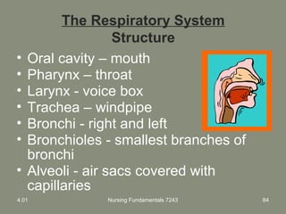 Nursing Fundamentals 7243 84
The Respiratory System
Structure
• Oral cavity – mouth
• Pharynx – throat
• Larynx - voice box
• Trachea – windpipe
• Bronchi - right and left
• Bronchioles - smallest branches of
bronchi
• Alveoli - air sacs covered with
capillaries
4.01
 