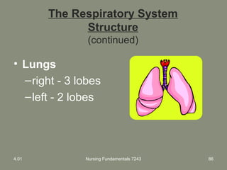 Nursing Fundamentals 7243 86
The Respiratory System
Structure
(continued)
• Lungs
–right - 3 lobes
–left - 2 lobes
4.01
 